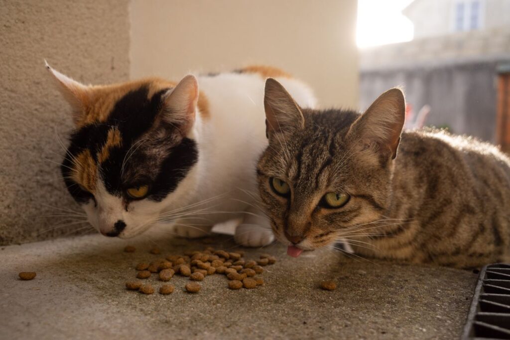 Close-up of two cats eating dry food outside in sunlight. Perfect for pet care themes.